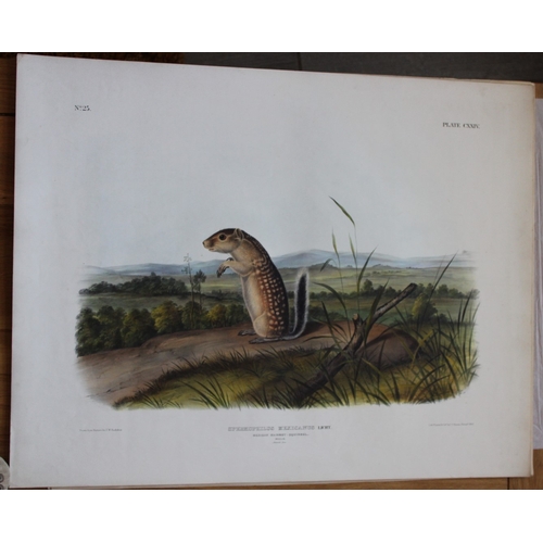 8282 - Audubon - Rare Imperial Folio of Mexican Marmot Squirrel 1846.

This stunning lithograph of a life s... 