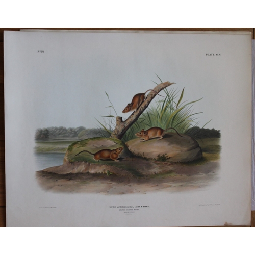 8283 - Audubon - Rare Imperial Folio of Orange Coloured Mouse 1846.

This stunning lithograph of a life siz... 