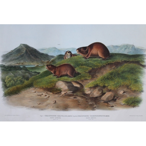 8284 - Audubon - Rare Imperial Folio of Tawny and Back's Lemmings 1846.

This stunning lithograph of a life... 