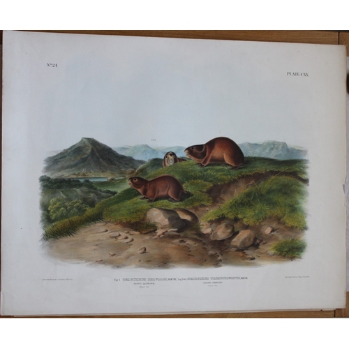 8284 - Audubon - Rare Imperial Folio of Tawny and Back's Lemmings 1846.

This stunning lithograph of a life... 