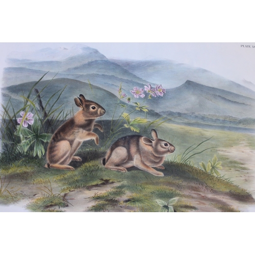 8285 - Audubon - Rare Imperial Folio of Nuttall's Hare 1846.

This stunning lithograph of a life size Nutta... 