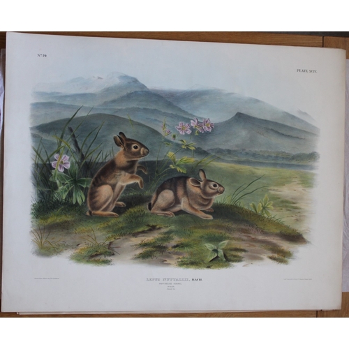 8285 - Audubon - Rare Imperial Folio of Nuttall's Hare 1846.

This stunning lithograph of a life size Nutta... 