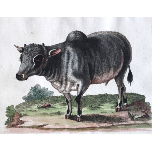 8287 - George Edwards - The Little Indian Buffalo 1751.

This beautiful engraving is from George Edwards A ... 