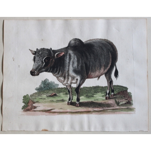 8287 - George Edwards - The Little Indian Buffalo 1751.

This beautiful engraving is from George Edwards A ... 