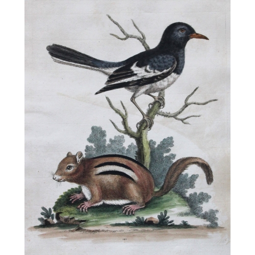 8288 - George Edwards - Little Indian Pye & Squirrel 1751.

This beautiful engraving is from George Edwards... 