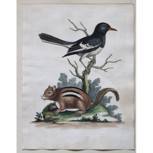 8288 - George Edwards - Little Indian Pye & Squirrel 1751.

This beautiful engraving is from George Edwards... 