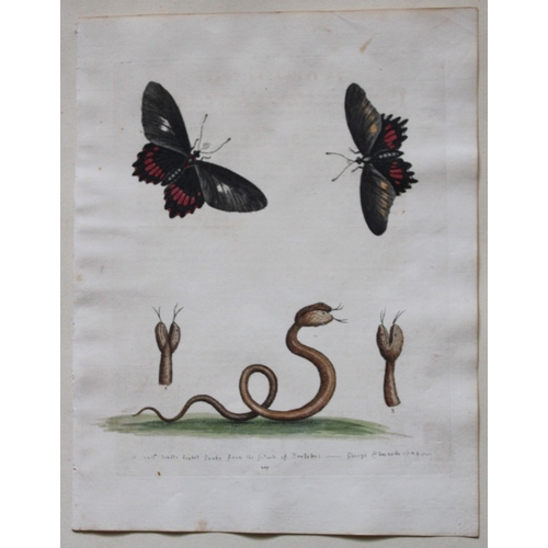 8290 - George Edwards - Two-headed Snake & Black Butterflies 1751.

This beautiful engraving is from George... 