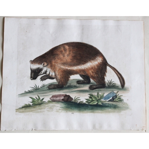 8291 - George Edwards - Quick-Hatch or Wolverine 1747.

This beautiful engraving is from George Edwards A H... 