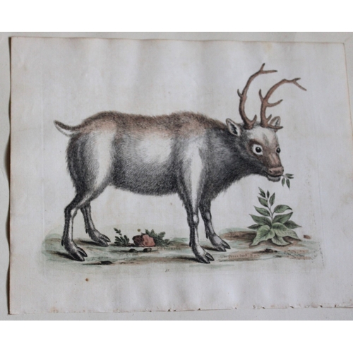 8293 - George Edwards - Greenland Buck  1743.

This beautiful engraving is from George Edwards A History of... 