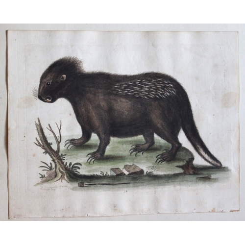 8294 - George Edwards - Porcupine from Hudson's Bay 1743.

This beautiful engraving is from George Edwards ... 