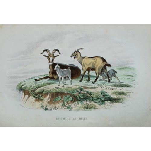 8296 - Buffon & Travies - 4 prints of Mammals 1839.

These original hand-coloured steel engravings are from... 