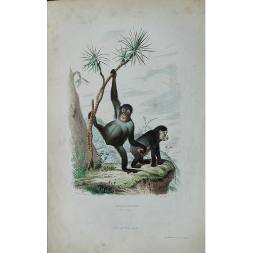 8296 - Buffon & Travies - 4 prints of Mammals 1839.

These original hand-coloured steel engravings are from... 