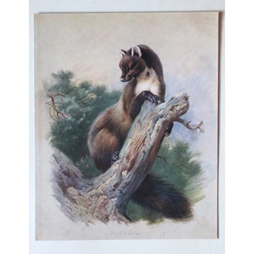 8300 - A Thorburn - 2 prints of Polecat and Pine Marten 1920.

These original antique prints are from Briti... 