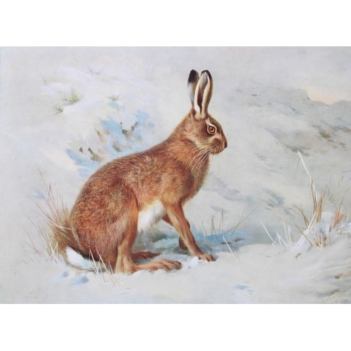 8302 - A Thorburn - 2 prints of a Hare and a Rabbit 1920.

These original antique prints are from British M... 