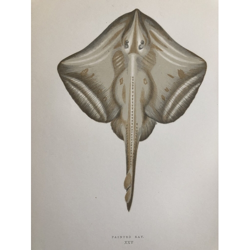 8319 - Jonathan Couch - 4 prints of Rays 1877.

These original antique woodblock hand-coloured prints are f... 