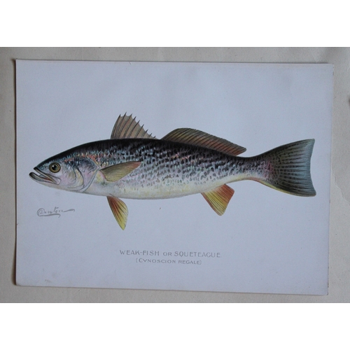 8324 - Sherman Denton - 4 prints of fish 1899.

These plates are by Sherman F. Denton from the Forest, Fish... 