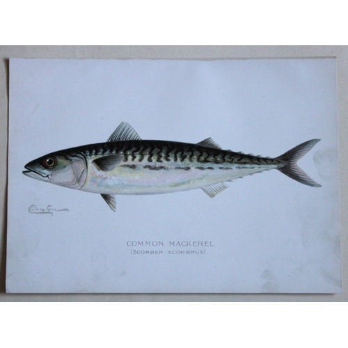 8324 - Sherman Denton - 4 prints of fish 1899.

These plates are by Sherman F. Denton from the Forest, Fish... 