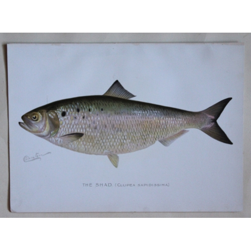 8324 - Sherman Denton - 4 prints of fish 1899.

These plates are by Sherman F. Denton from the Forest, Fish... 