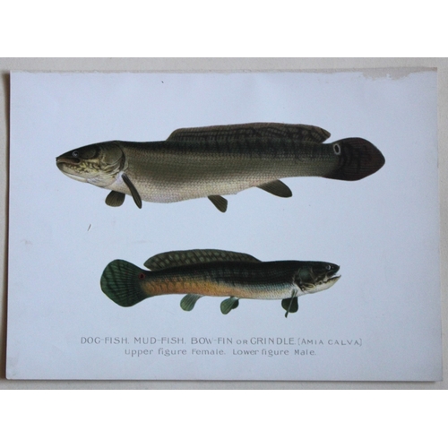 8325 - Sherman Denton - 3 prints of fish 1899.

These plates are by Sherman F. Denton from the Forest, Fish... 