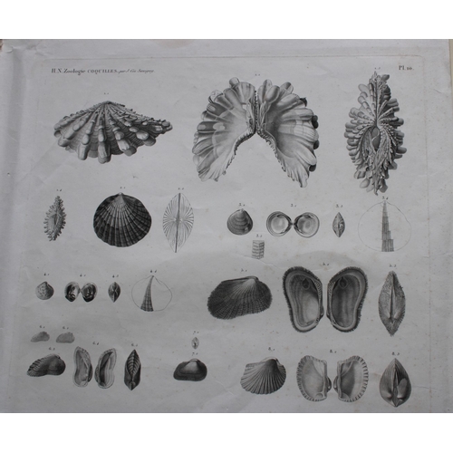 8328 - Sea Shells from Description de l'Egypte 1820-29.

This engraving is from Description de l'Égypte, ou... 