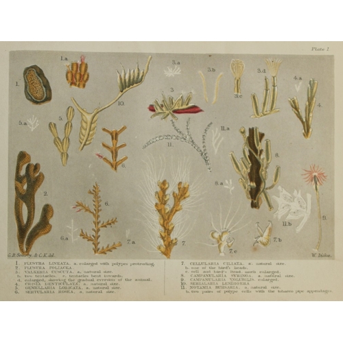 8329 - Charles Kingsley - 3 prints of British shoreline creatures 1859.

These antique chromolithographic p... 