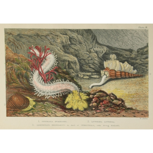 8331 - Charles Kingsley - 3 prints of British shoreline creatures 1859.

These antique chromolithographic p... 