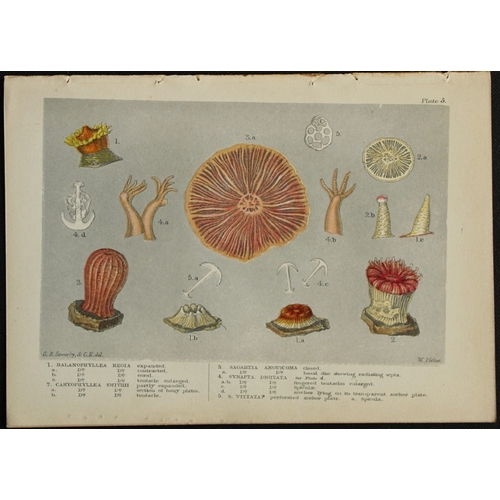 8331 - Charles Kingsley - 3 prints of British shoreline creatures 1859.

These antique chromolithographic p... 