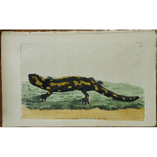 8335 - Shaw & Nodder - The Salamander 1790.

This beautiful copper engraving with original hand colouring i... 