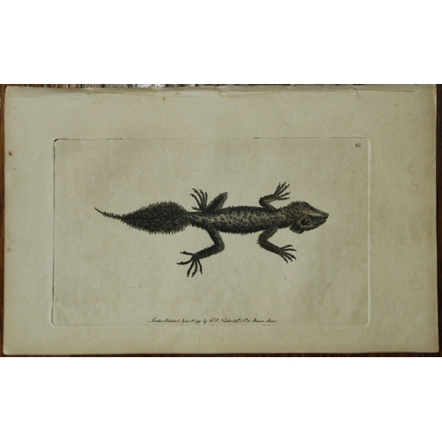 8336 - Shaw & Nodder - The Broad Tailed Lizard 1790.

This beautiful copper engraving with original hand co... 