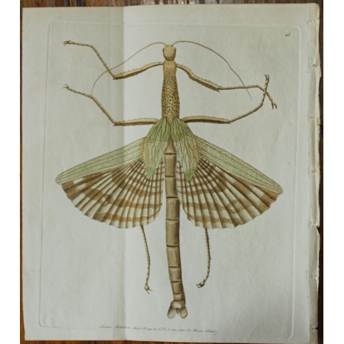 8340 - Shaw & Nodder - The Great Mantis (Mantis gigas) 1790.

This beautiful copper engraving with original... 