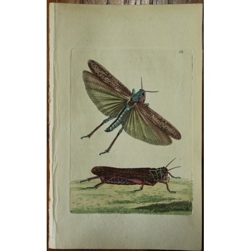 8341 - Shaw & Nodder - Migratory or Wandering  Locust 1790.

This beautiful copper engraving with original ... 