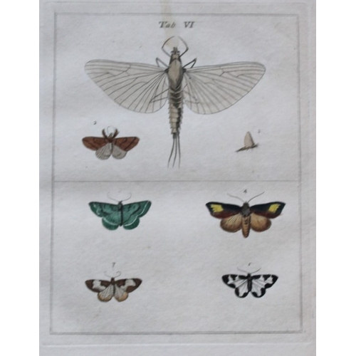 8348 - Moses Harris - 2 engravings of Moths 1776.

These original hand-coloured copper-plate engravings of ... 