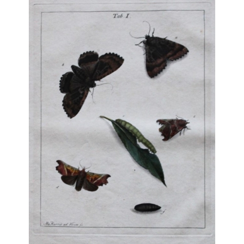 8349 - Moses Harris - 2 engravings of Moths 1776.

These original hand-coloured copper-plate engravings of ... 