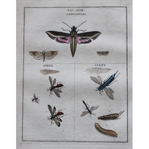 8350 - Moses Harris - 2 engravings of Moths 1776.

These original hand-coloured copper-plate engravings of ... 