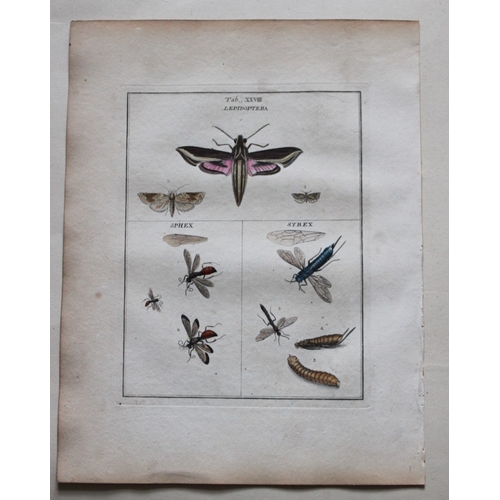 8350 - Moses Harris - 2 engravings of Moths 1776.

These original hand-coloured copper-plate engravings of ... 