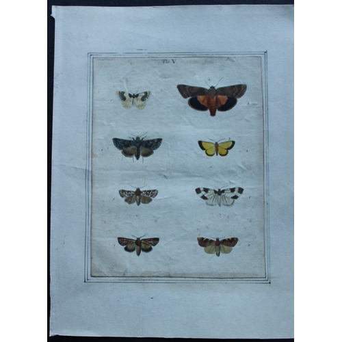 8351 - Moses Harris - 2 engravings of Moths 1776.

These original hand-coloured copper-plate engravings of ... 