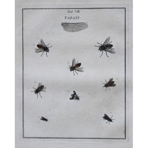 8352 - Moses Harris - 2 engravings of Horse and Crane flies 1776.

These original hand-coloured copper-plat... 