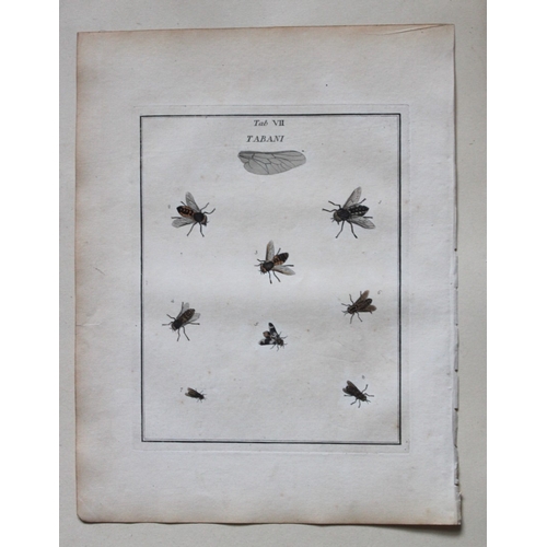 8352 - Moses Harris - 2 engravings of Horse and Crane flies 1776.

These original hand-coloured copper-plat... 