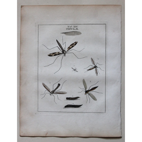 8352 - Moses Harris - 2 engravings of Horse and Crane flies 1776.

These original hand-coloured copper-plat... 