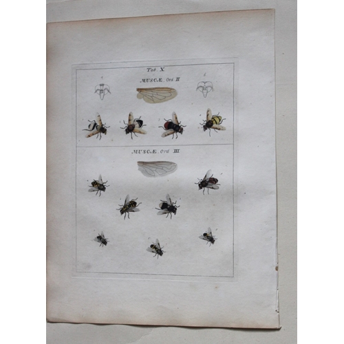 8353 - Moses Harris - 2 engravings of Flies 1776.

These original hand-coloured copper-plate engravings of ... 