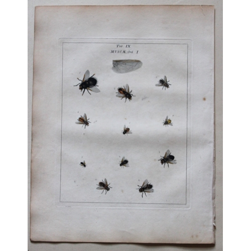 8353 - Moses Harris - 2 engravings of Flies 1776.

These original hand-coloured copper-plate engravings of ... 