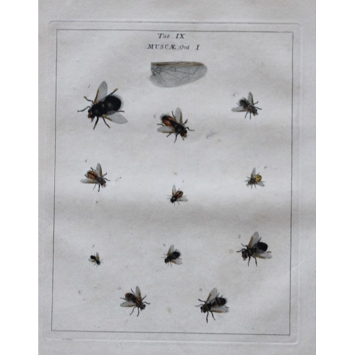 8353 - Moses Harris - 2 engravings of Flies 1776.

These original hand-coloured copper-plate engravings of ... 