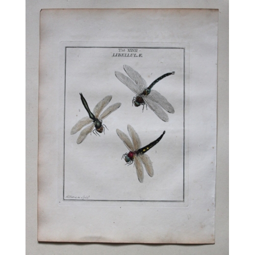 8354 - Moses Harris - 3 engravings of Dragonflies 1776.

These original hand-coloured copper-plate engravin... 