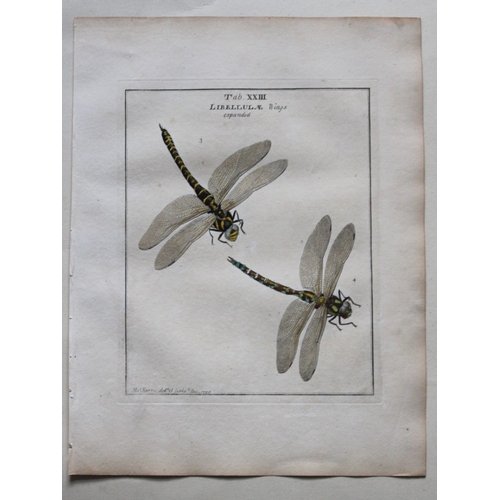 8354 - Moses Harris - 3 engravings of Dragonflies 1776.

These original hand-coloured copper-plate engravin... 