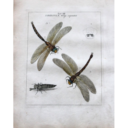 8354 - Moses Harris - 3 engravings of Dragonflies 1776.

These original hand-coloured copper-plate engravin... 