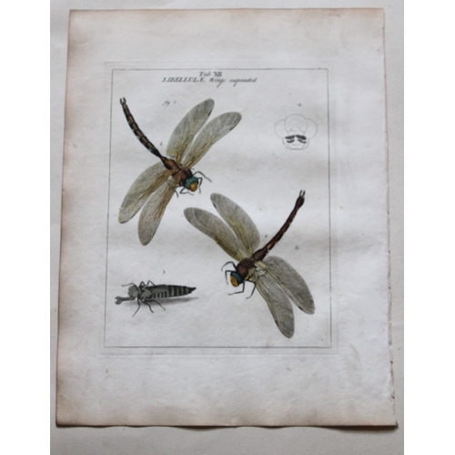 8354 - Moses Harris - 3 engravings of Dragonflies 1776.

These original hand-coloured copper-plate engravin... 