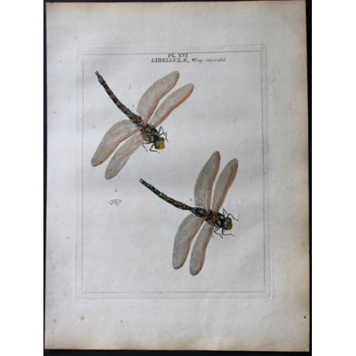 8354 - Moses Harris - 3 engravings of Dragonflies 1776.

These original hand-coloured copper-plate engravin... 