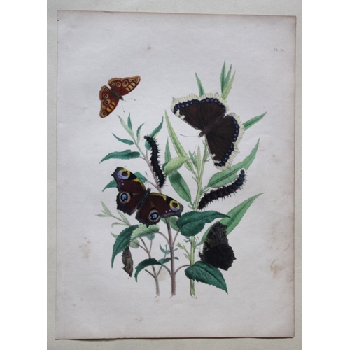 8356 - HN Humphreys - 2 prints of British butterflies 1841.

These original hand-coloured lithographs, arra... 