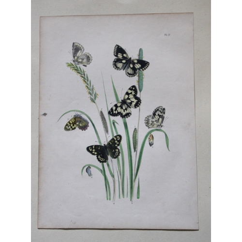 8357 - HN Humphreys - 3 prints of British butterflies 1841.

These original hand-coloured lithographs, arra... 