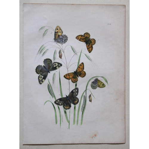 8357 - HN Humphreys - 3 prints of British butterflies 1841.

These original hand-coloured lithographs, arra... 